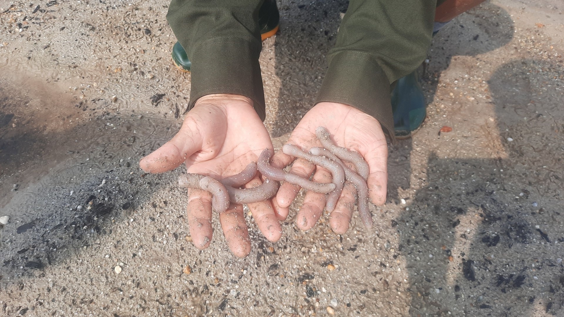 Fresh peanut worms at Mr. Thu's model cost VND 230,000/kg. Photo: Nguyen Thanh.