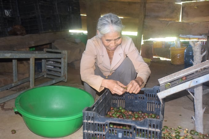 Khanh's wife peeled the macadamia fruits. Photo: VD.T.