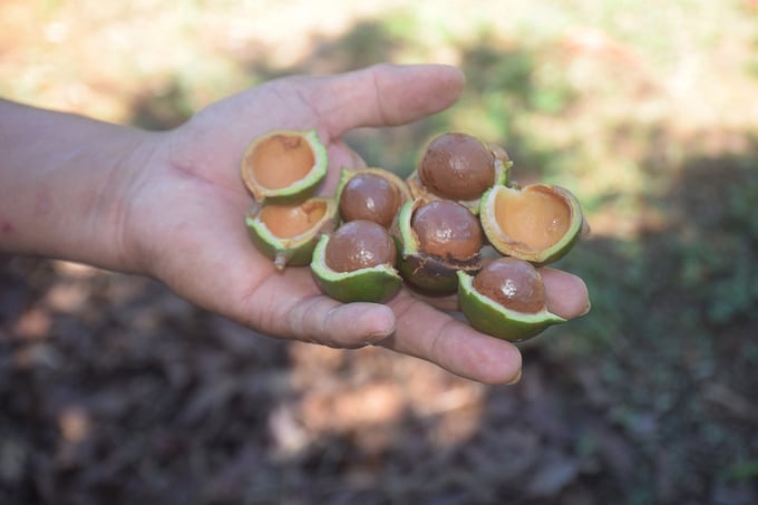 Currently, peeled macadamia nuts in Vinh Son are priced at 90,000 VND/kg. Photo: VDT.