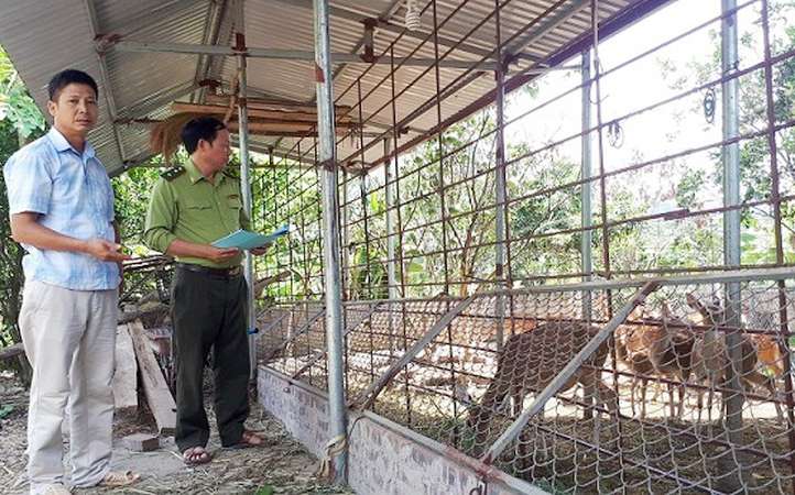 Lực lượng chức năng kiểm tra, hướng dẫn cơ sở gây nuôi hươu sao ở huyện Lục Ngạn, Bắc Giang.