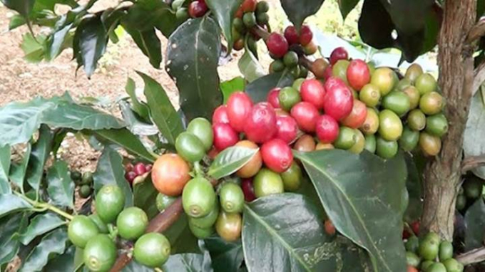 Update on the latest coffee market prices on 07/5/2023