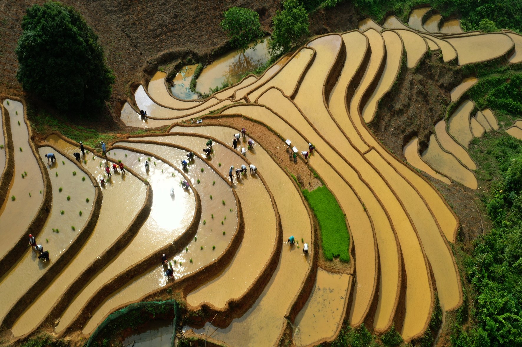 Hàng năm, diện tích ruộng bậc thang lại mở rộng thêm. Người dân cải tạo đất hoang hóa, vừa trồng lúa để nâng cao kinh tế vừa đáp ứng nhu cầu du lịch cho du khách trong và ngoài nước. Ảnh: Thanh Miền.