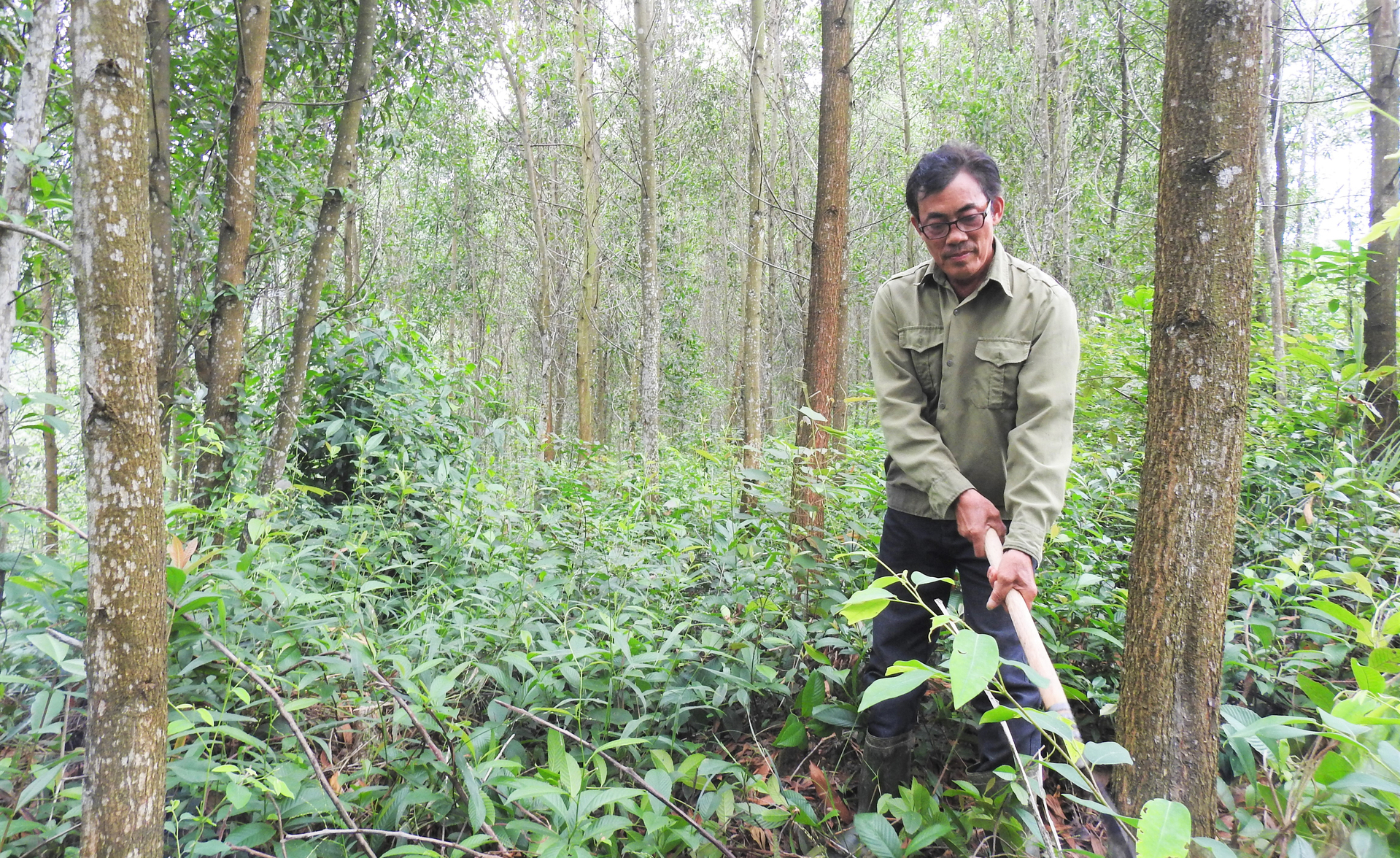 The efficiency of large wooden trunk plantations is much higher than regular forests, so Ha Tinh people are moving to sustainable forest management.