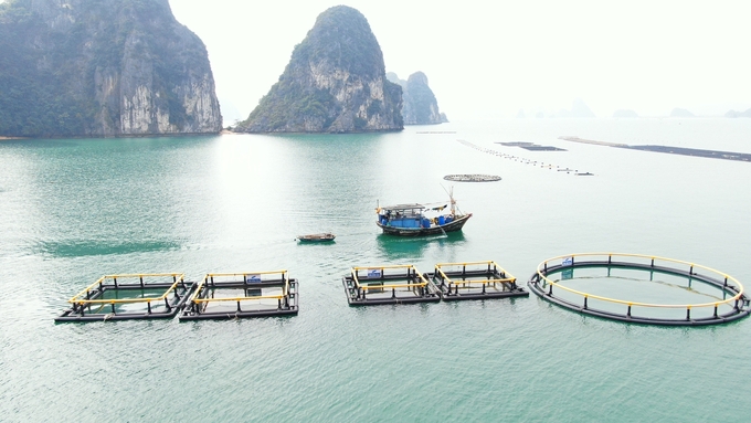 The allocation and lease of sea surface areas to individuals and organizations for mariculture is necessary. Photo: Nguyen Thanh.