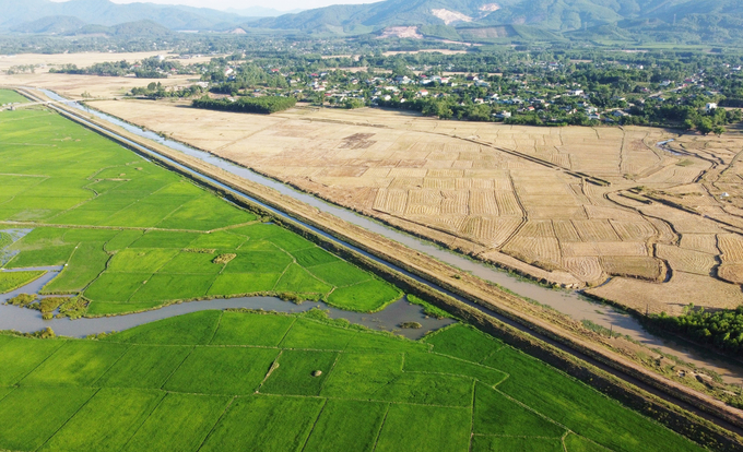 Thiếu kênh nhánh dẫn nước về ruộng, nhiều diện tích của xã Cẩm Hưng không thể canh tác, trong khi xứ đồng đối diện lúa lên xanh tốt. Ảnh: T.N.