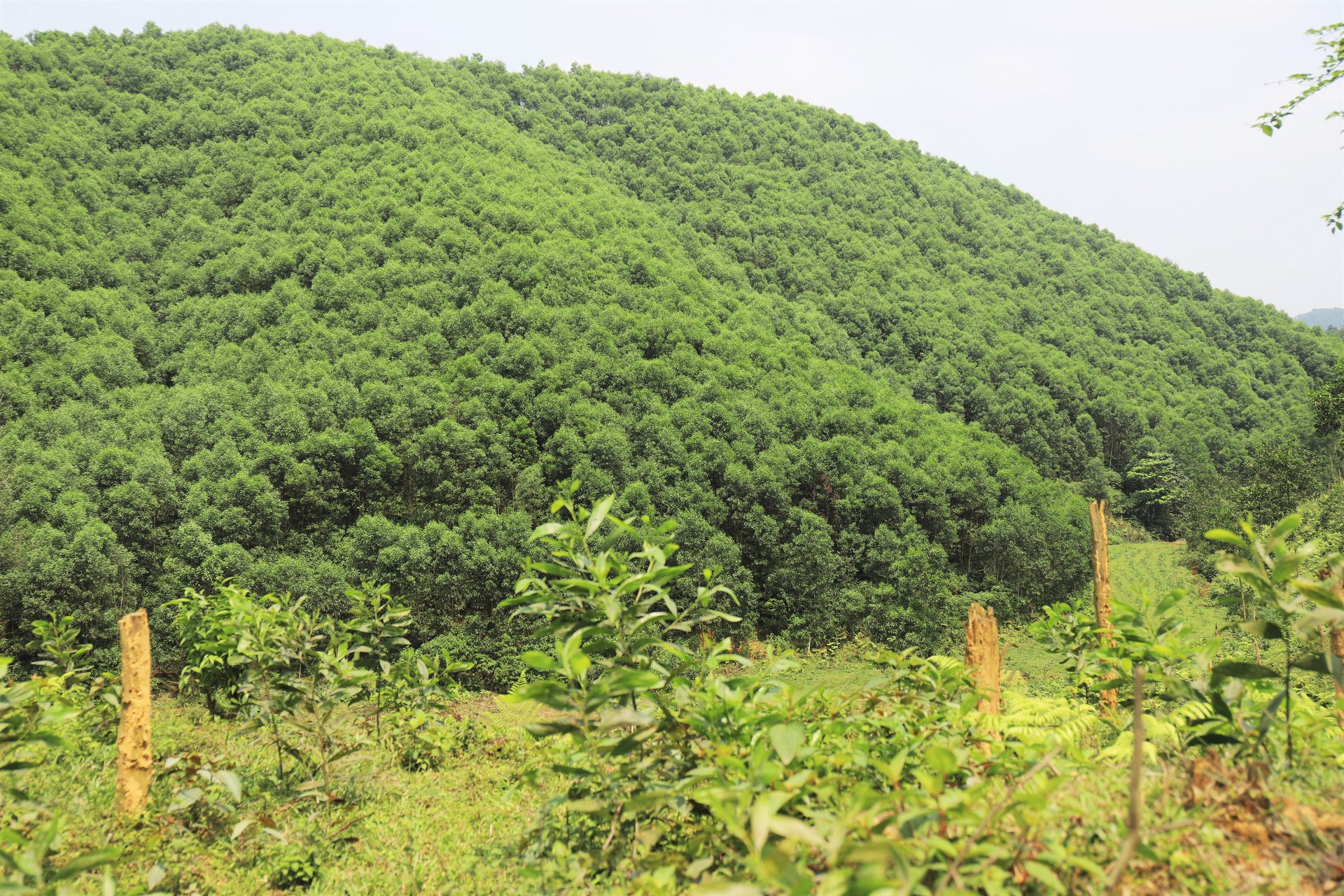 Up to now, the whole province of Ha Tinh has more than 25,700 hectares of forests having FSC, VFCS/PEFC certifications.