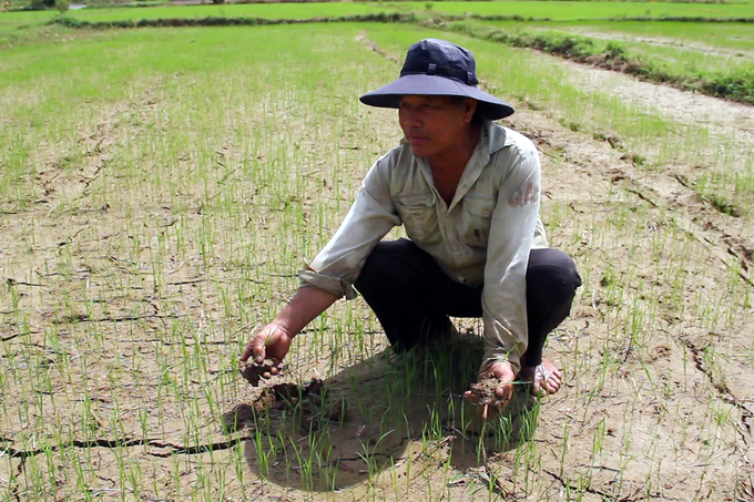 Thừa Thiên - Huế là tỉnh có nhiều diện tích đất lúa thường xuyên bị hạn, do đó cần nghiên cứu chuyển đổi mạnh sang cây trồng cạn khác có giá trị kinh tế cao hơn. Ảnh: Công Điền.