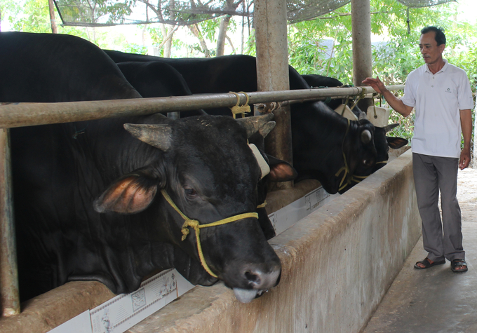 Nhờ tuân thủ chặt chẽ quy trình kỹ thuật nuôi thâm canh, đảm bảo an toàn sinh học nên đàn bò trong các hộ mô hình tăng trọng rất nhanh, ngoại hình đẹp, nhất là phát triển cơ. Ảnh: Việt Toàn.