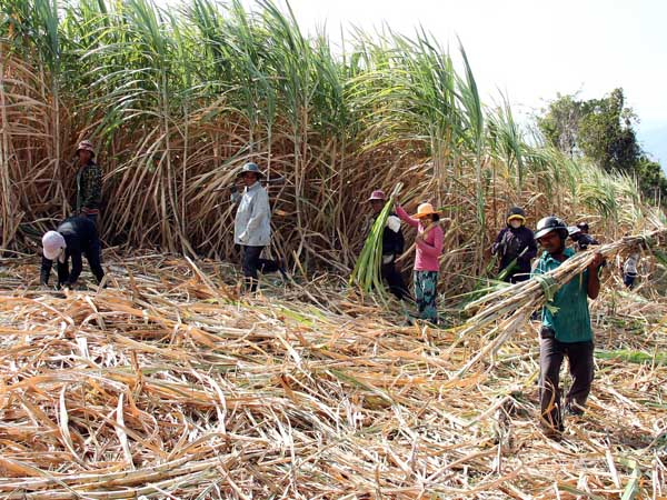 Hiện nay, người trồng mía ở Ninh Thuận thường có thói quen đốt bỏ lá mía sau thu hoạch, điều này vừa gây ô nhiễm môi trường, suy thoái đất, vừa rất lãng phí nguồn hữu cơ. 