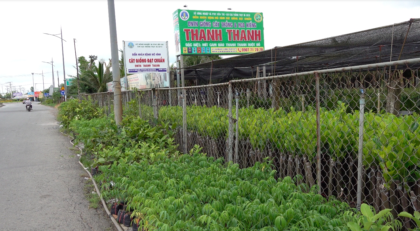 Plants producing seedlings with leading plants participate in the model of replicating standard seedlings. Photo: Minh Dam.