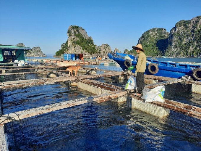 Khu bè nuôi cá biển công nghiệp của ông Phạm Văn Dương. Ảnh: Nguyễn Thành.