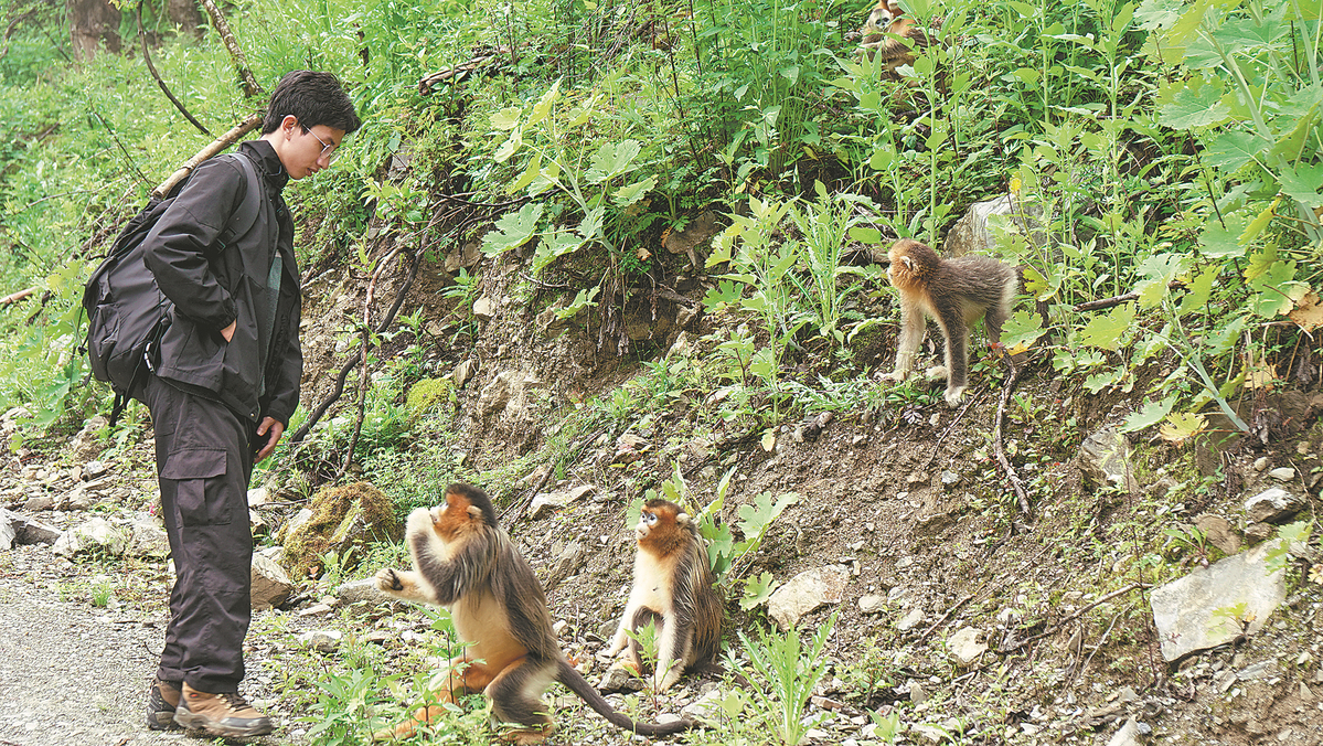 Lu Zhantao bị những chú khỉ tại Tứ Xuyên 'hút hồn'.