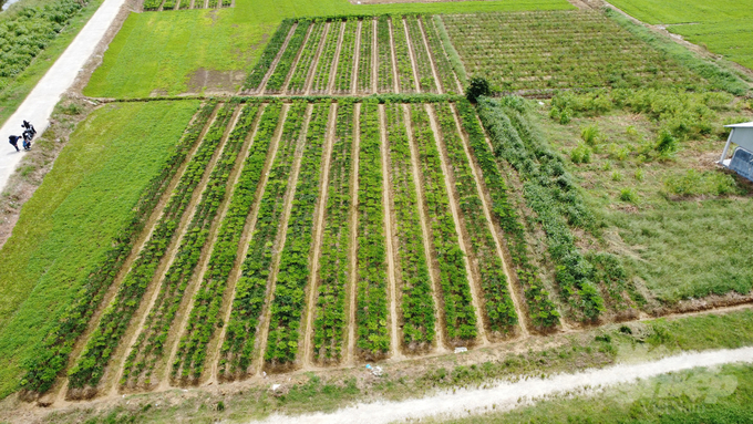 Nhiều cánh đồng trồng lúa kém hiệu quả ở Thừa Thiên - Huế đã được chuyển đổi sang canh tác cây trồng cạn trong vụ hè thu 2023. Ảnh: Công Điền.