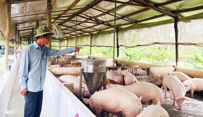 Pig prices have rebounded after a period of downward slide. Photo: TL.