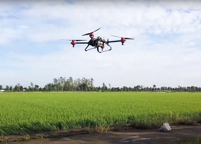 Loc Troi reduces the amount of pesticides by using drones to spray. Photo: Thanh Son.