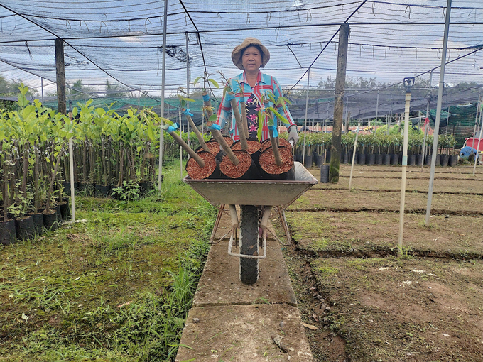 Currently, the production and sales of seedling products still have many shortcomings. Photo: Minh Dam.