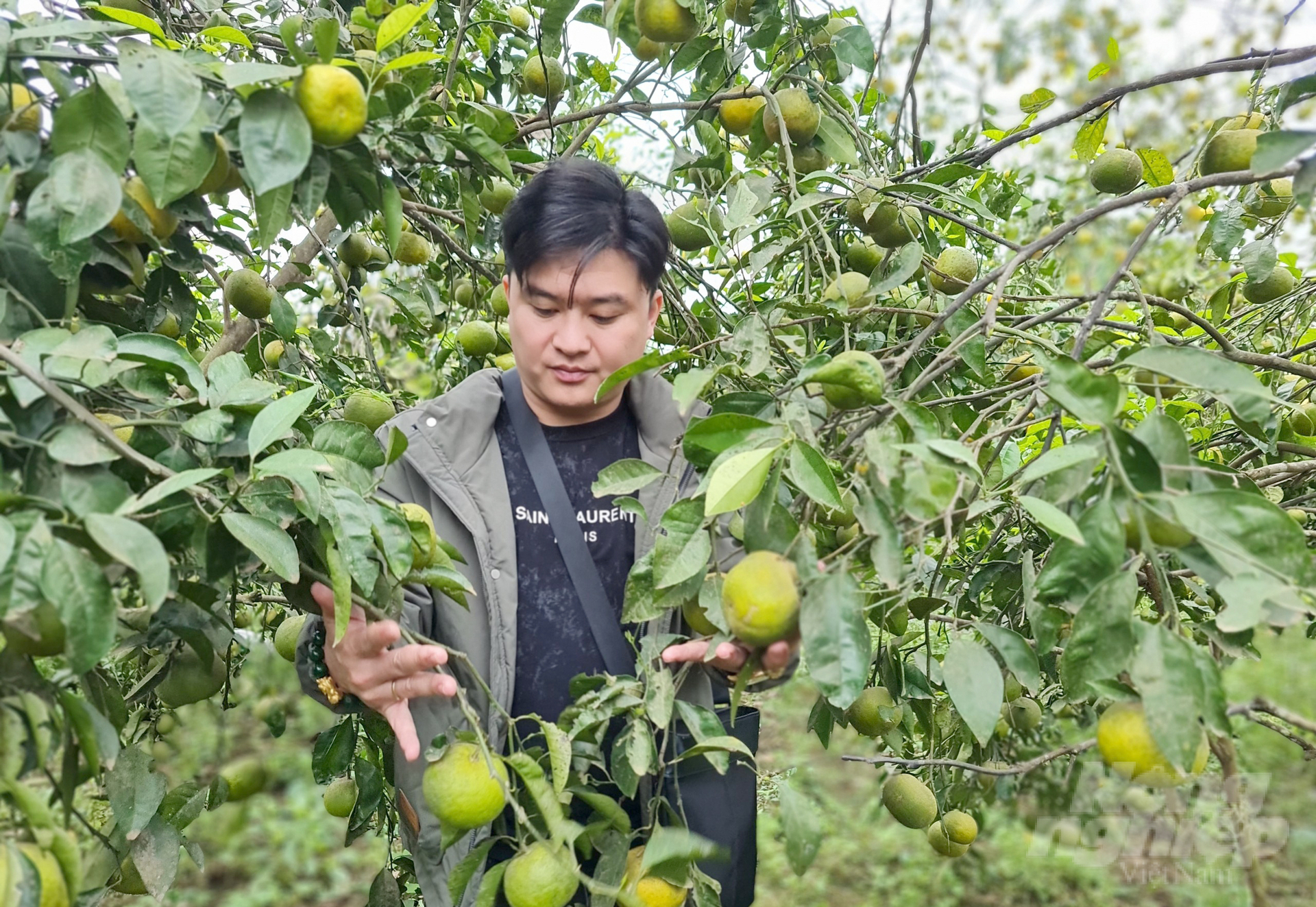 Cây cam trên đà lao dốc không phanh đã ảnh hưởng không nhỏ đến chủ trương phát triển cây trồng có múi của tỉnh Nghệ An. Ảnh: Quốc Toản.