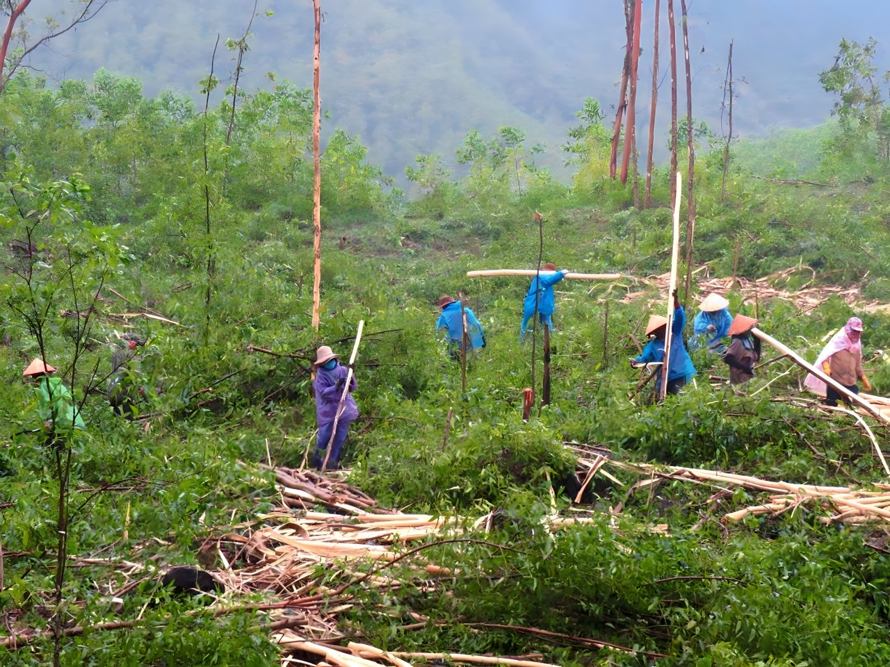 Diện tích trồng keo ở Quảng Ngãi hiện nay chủ yếu phục vụ cho các nhà máy dăm gỗ. Ảnh: Lê Khánh.