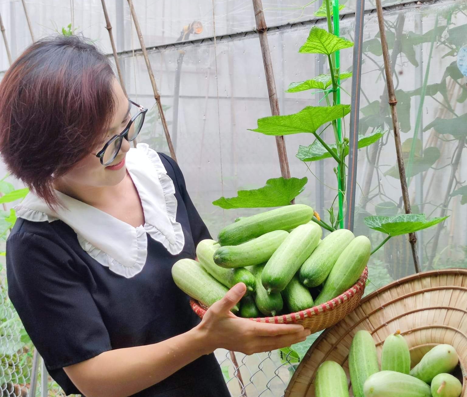 The organic cucumber garden of Ms. Vu Thi Thom's family. Photo: Dinh Muoi.