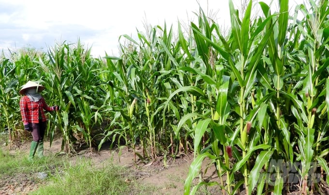 More and more farmers in Ben Cau district switched to growing biomass corn 2-3 crops per year thanks to its high economic efficiency. Photo: Tran Trung.