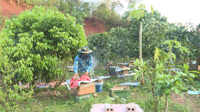 Mô hình nuôi ong lấy mật tạo sinh kế cho bà con vùng cao Sìn Hồ (Lai Châu). Ảnh: HĐ.