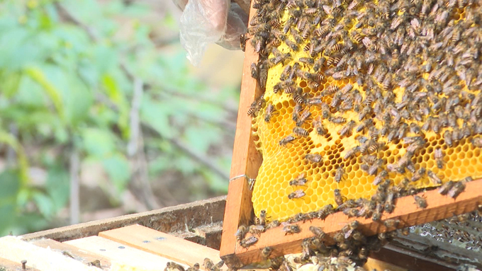 Mật ong Sìn Hồ có chất lượng thơm ngon, được người tiêu dùng đón nhận. Ảnh: HĐ.