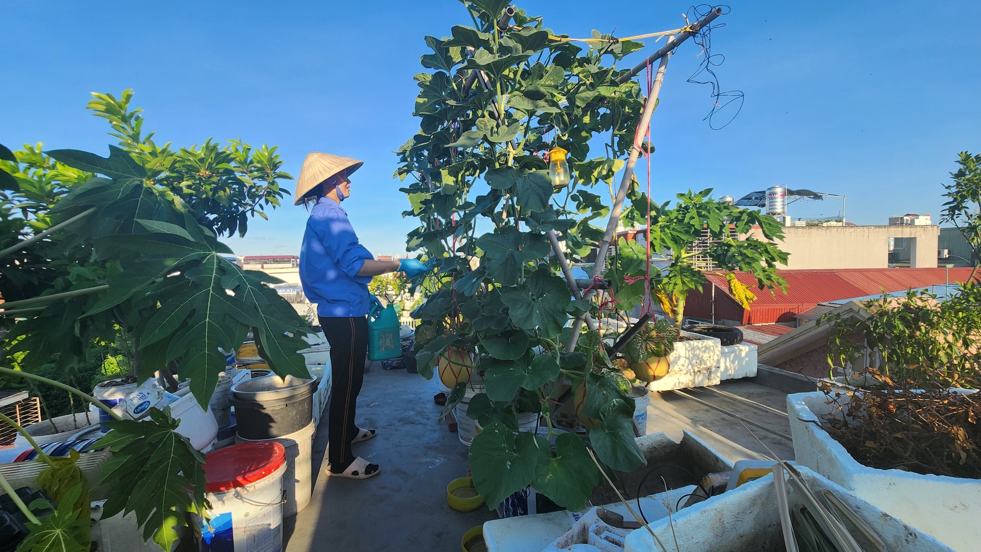 Every day, Ms. Hieu spends 1-2 hours of idle time to water and take care of the vegetable and fruit garden on the terrace. Photo: Dinh Muoi.