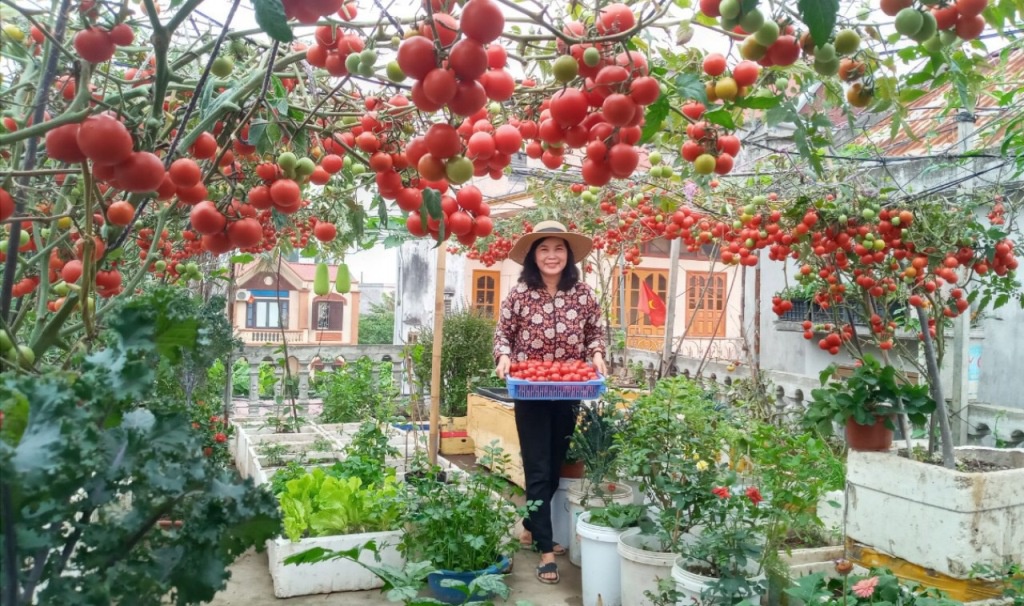 Người dân Đồ Sơn trồng cà chua sai trĩu quả ngay trên sân thượng của gia đình. Ảnh: Tô Thúy Hoàn.
