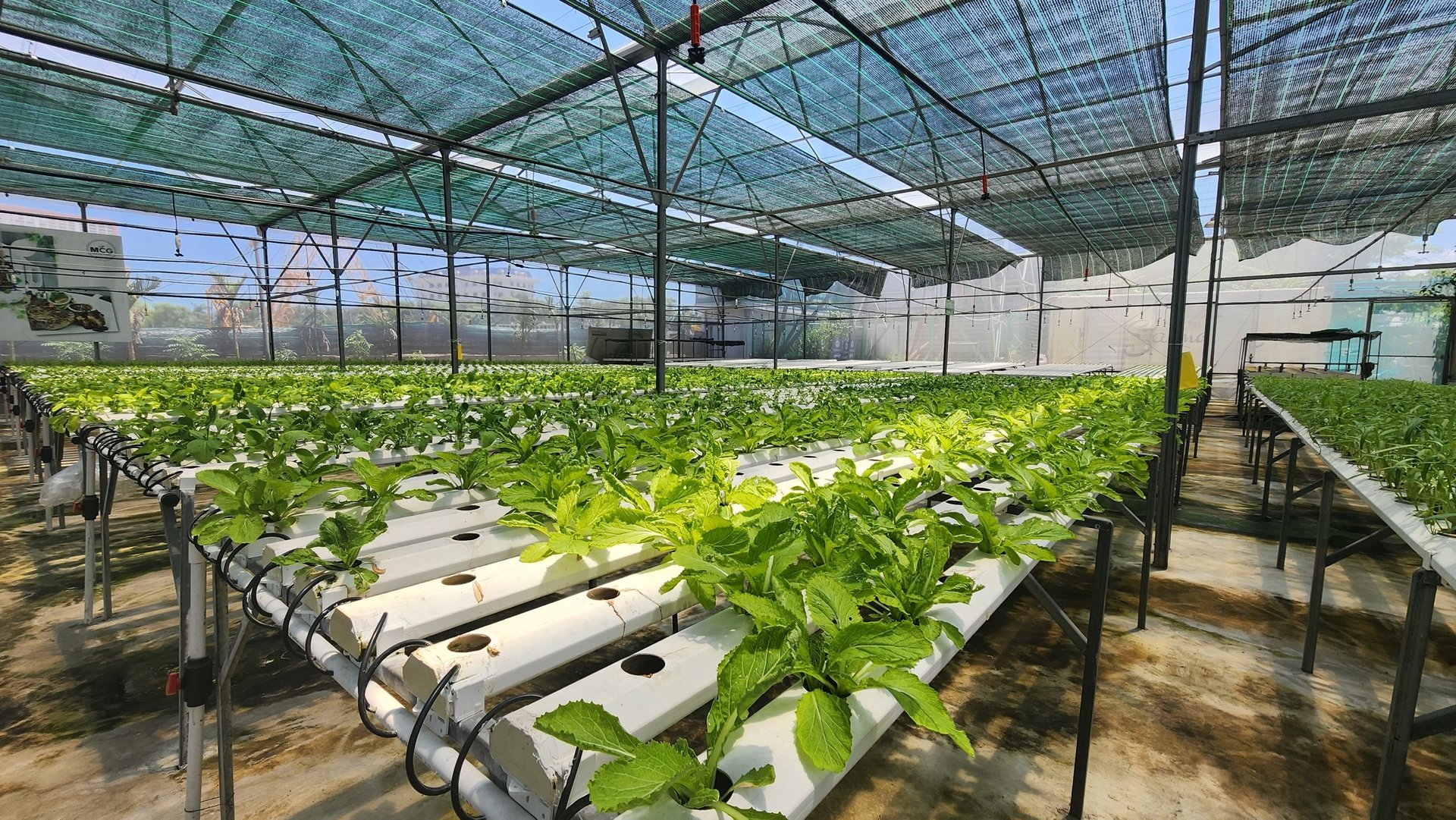 Hydroponic vegetable garden in Hai An district, Hai Phong city. Photo: Dinh Muoi.