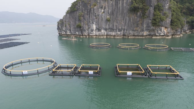 Quang Ninh's mariculture has recovered rapidly post-Covid-19. Photo: Van Nguyen.