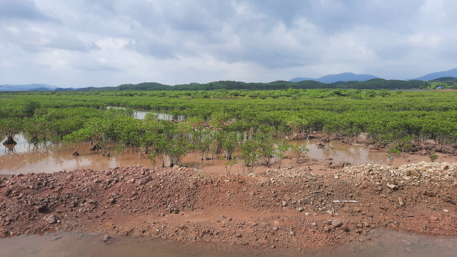 Những cánh rừng ngập mặn tại Quảng Ninh đang được bảo tồn, trồng mới trong nhiều năm qua. Ảnh: Nguyễn Thành.