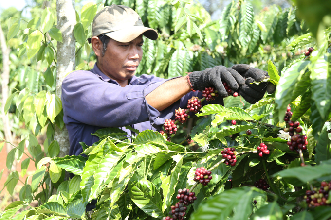 Hiện nay cà phê là một trong những sản phẩm chủ lực, mang lại thu nhập cho người dân tại Đắk Lắk và Đắk Nông. Ảnh: Quang Yên.