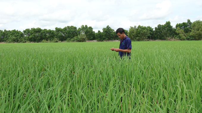 Sản xuất lúa là thế mạnh của các huyện vùng Đồng Tháp Mười của tỉnh Long An. Ảnh: Minh Đảm.