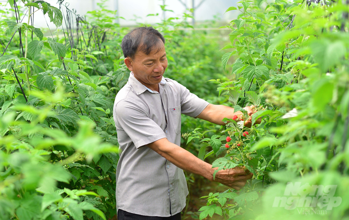 Gia đình ông Vũ Văn Minh đang canh tác phúc bồn tử đỏ, đen và hồng. Ảnh: Minh Hậu.