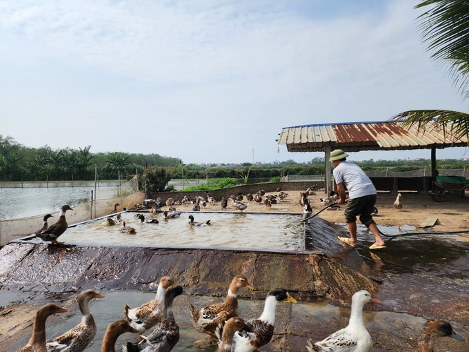 Ông Đoàn Văn Vươn đã làm lại cuộc đời từ đàn vịt 100 con. Ảnh: Quang Dũng.