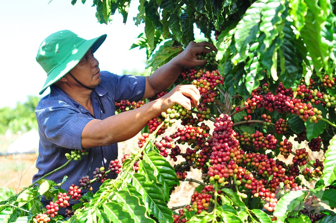 Lâm Đồng là địa phương đứng thứ 2 cả nước (sau Đắk Lắk) về diện tích sản xuất cà phê với khoảng gần 176 nghìn ha, sản lượng cà phê của địa phương trên 600 nghìn tấn/năm. Ảnh: Minh Hậu.