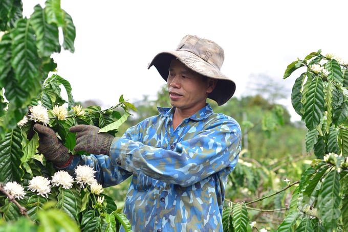 The agricultural sector of Lam Dong implements programs to develop high-quality coffee and specialty coffee to meet domestic and foreign market requirements. Photo: Minh Hau.