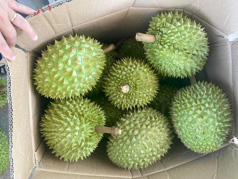 Durian has become the 'king' of fruits in Vietnam. Photo: Son Trang.