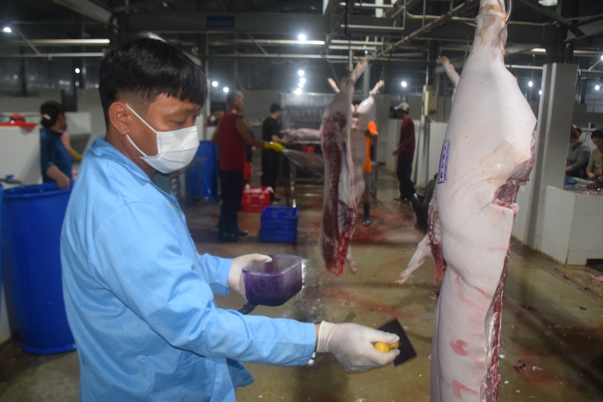 Chuyên viên thú y của Trung tâm Dịch vụ nông nghiệp An Nhơn (Bình Định) trực xuyên đêm tại nhà máy giết mổ động vật tập trung. Ảnh: V.Đ.T.