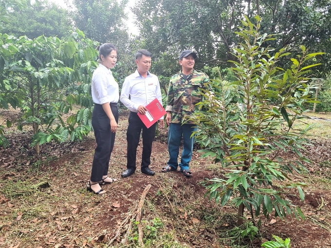 Gia đình anh Lê Đức Bảo (khu phố 5, thị trấn Đăk Đoa) được Agribank hỗ trợ vốn vay để trồng mắc ca, cà phê, sầu riêng. Ảnh: Tuấn Anh.