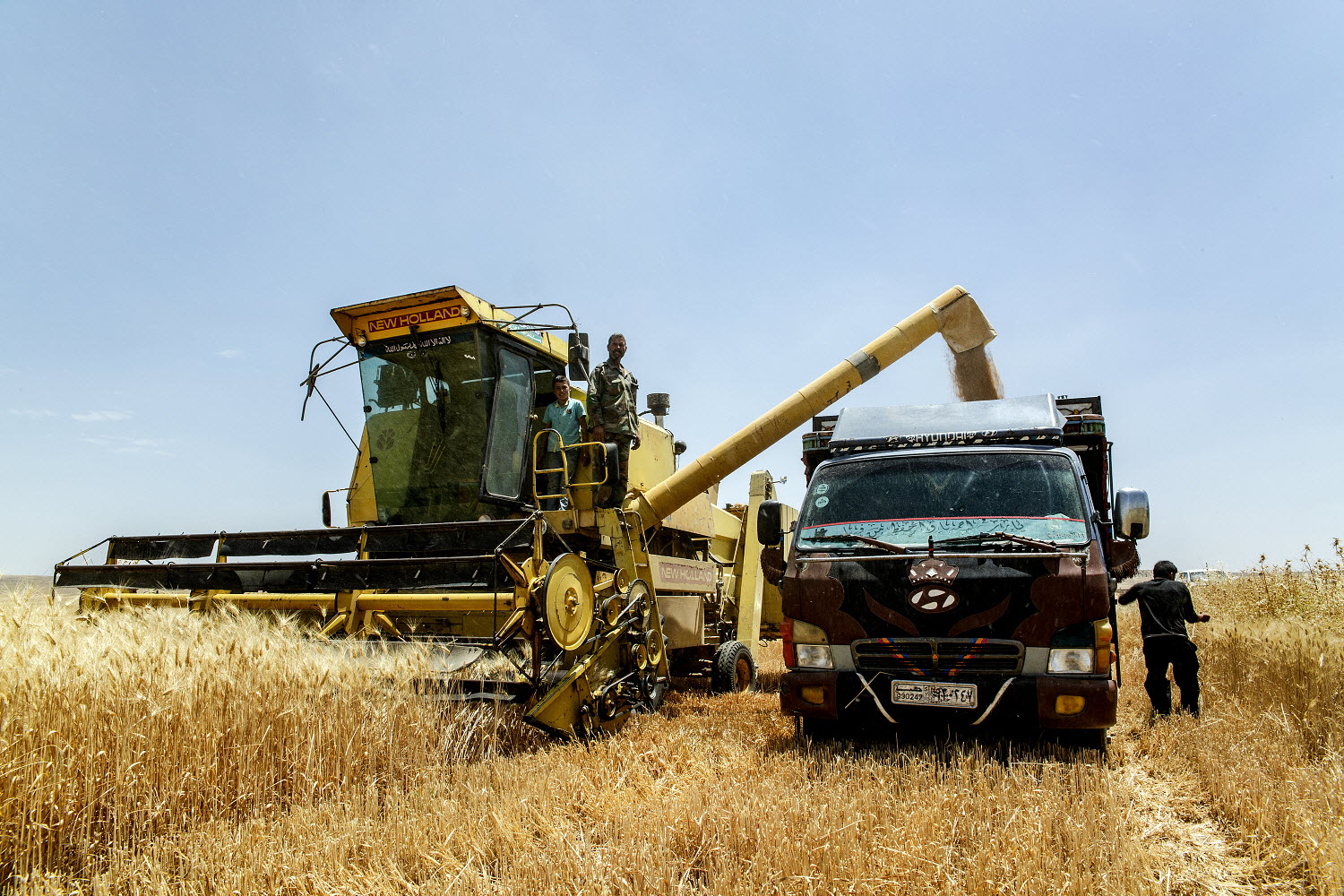 Harvesting wheat in the Syrian Arab Republic.