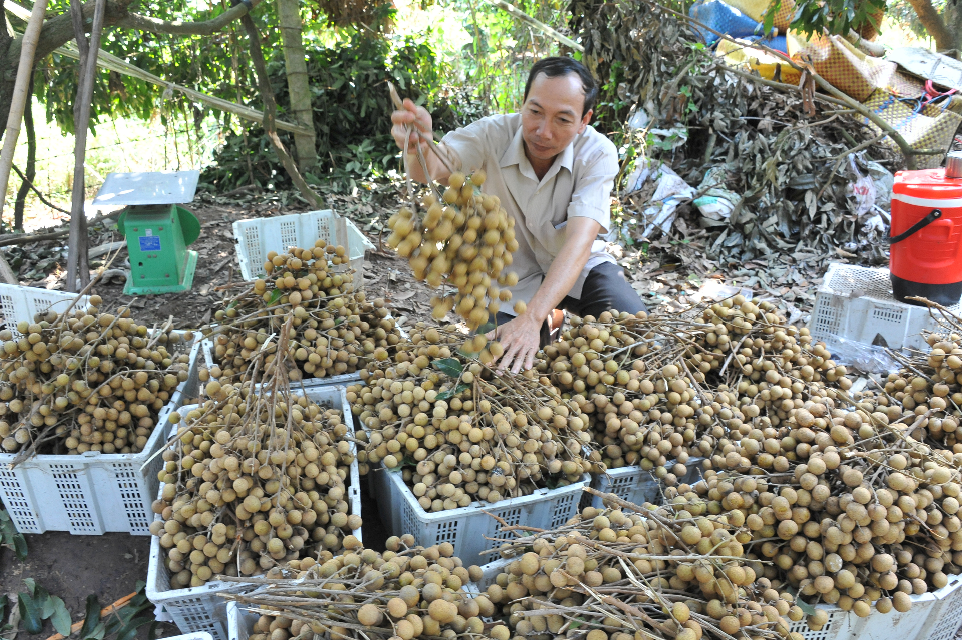 Can Tho City is one of the localities in the Mekong Delta with a sharp increase in fruit production acreage in recent years, reaching nearly 25,000 ha at present. Photo: Le Hoang Vu.