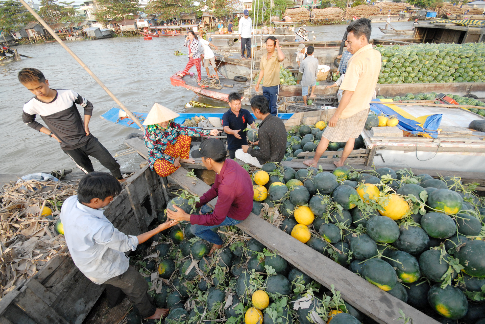 Having production linkage is necessary so that farmers can join cooperatives and cooperative groups, produce while following safe processes and gain large fruit output, aiming toward export markets. Photo: Le Hoang Vu.