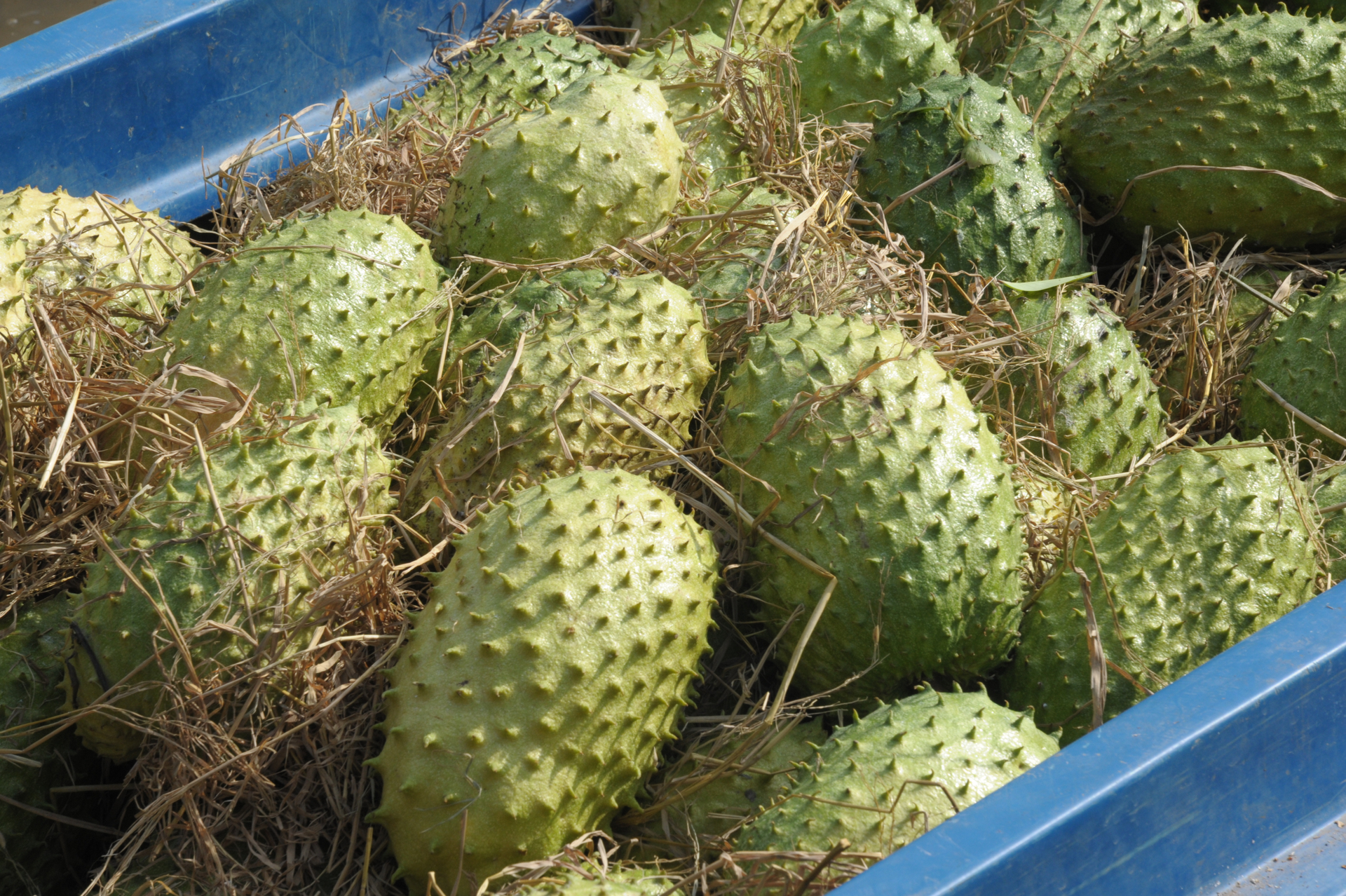 For the first time, Can Tho officially exported nearly 20 tons of Ri6 durian to the billion-people market. Photo: Le Hoang Vu.