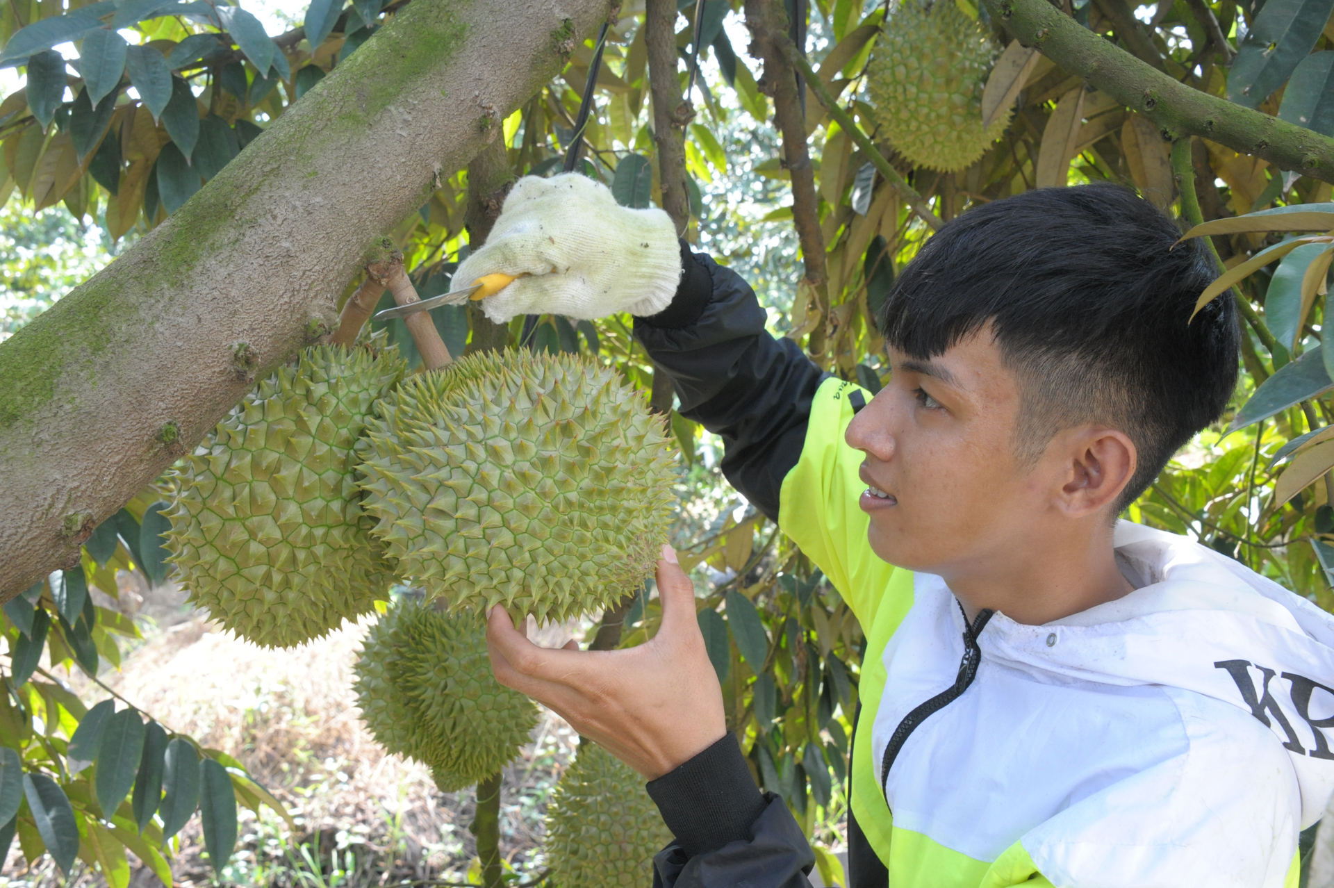 The export of durian in Can Tho city to the Chinese market is not only an important turning point for the durian industry but also creates a motivation for farmers to together produce many valuable agro-products in service of export. Photo: Le Hoang Vu.