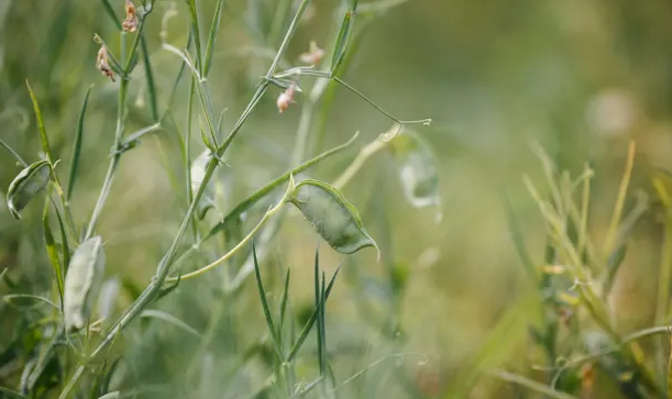 The poisonous grass pea could be altered to help avoid famine caused by global heating Photograph: Jovan Vidakovic/Shutterstock