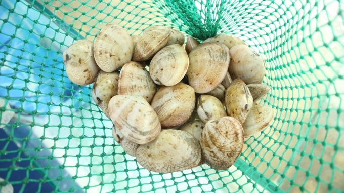 Tapes dorsatus (dual core white clam) is one of the molluscs that can be integrated into the multi-layered farming model in Quang Ninh. Photo: Nguyen Thanh.