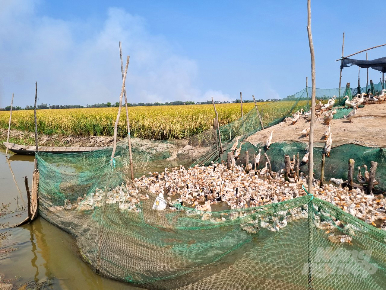 Mô hình sản xuất lúa - cá - vịt ở vụ đông xuân vừa qua của 8 hộ dân ở xã Phú Thành A cho thấy nhiều lợi ích, tăng lợi nhuận cho nông dân. Ảnh: Lê Hoàng Vũ.