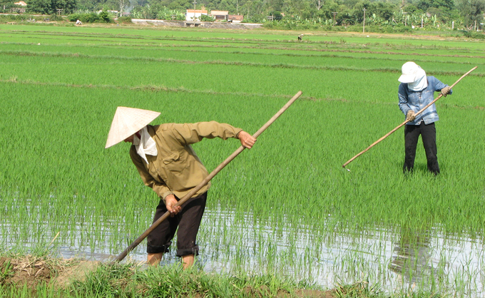 Vụ hè thu năm nay dù hạn hán khá nghiêm trọng nhưng nước cho đồng ruộng ở Quảng Bình vẫn đảm bảo. Ảnh: T.P.