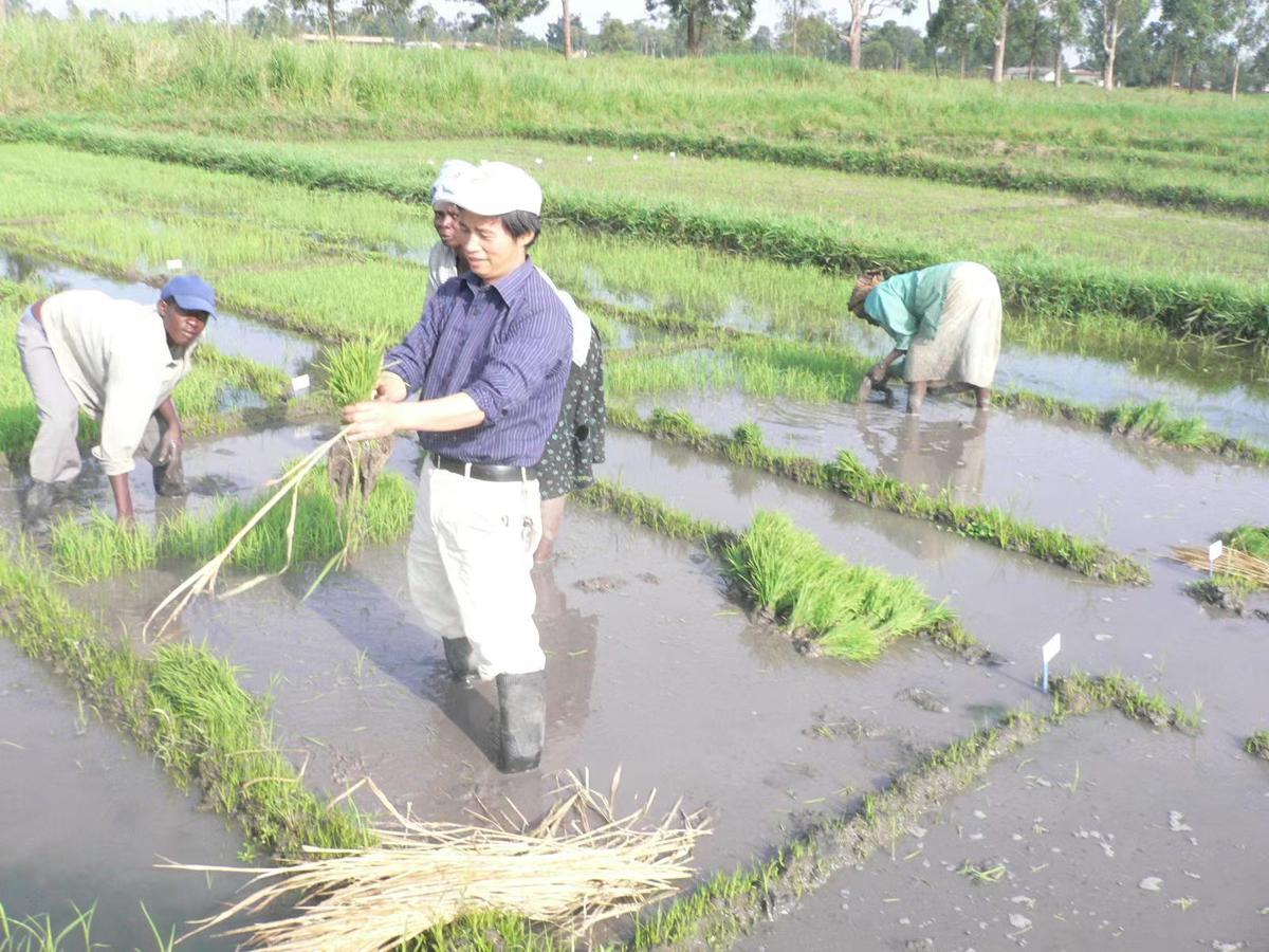 Su đã phát triển thành công một số giống lúa phù hợp với các vùng và khí hậu khác nhau, cho năng suất, chất lượng vượt trội.